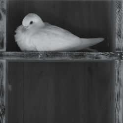 Dulling Down Pentecost